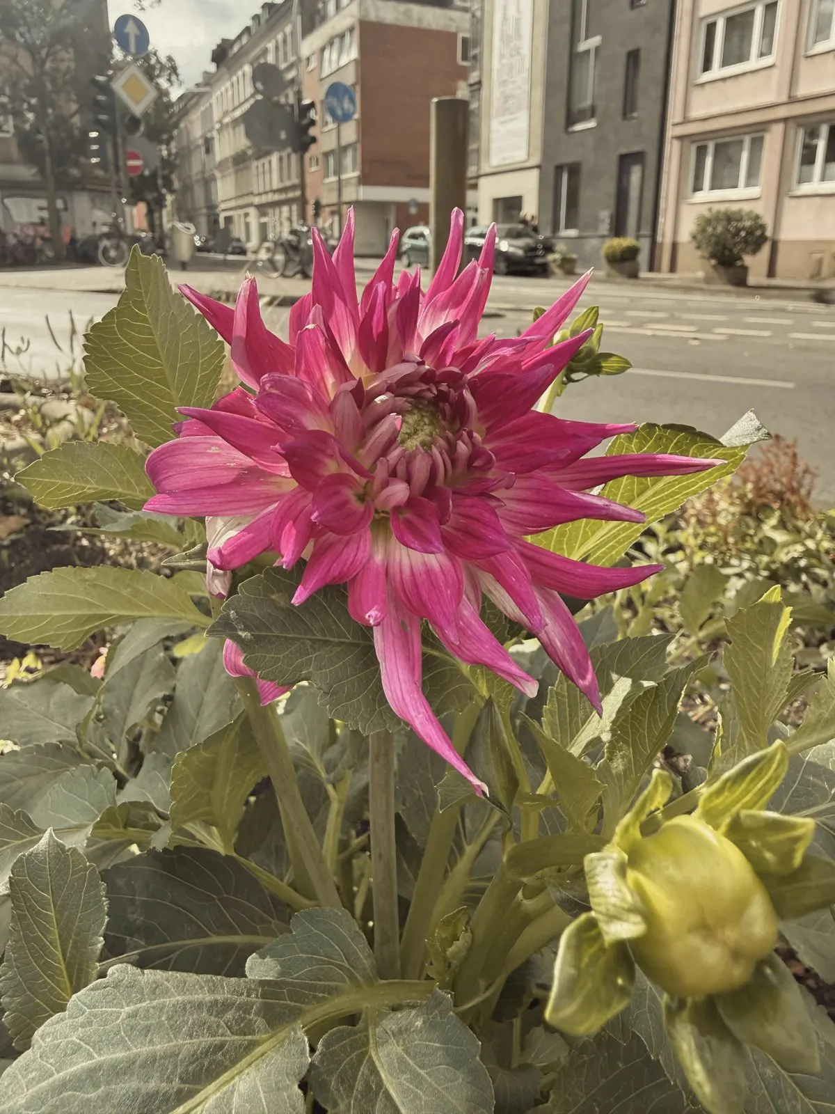 Magenta dahlia with the street behind