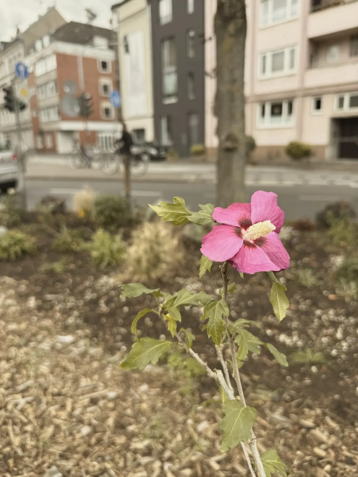 A single pink flower in mulched soil