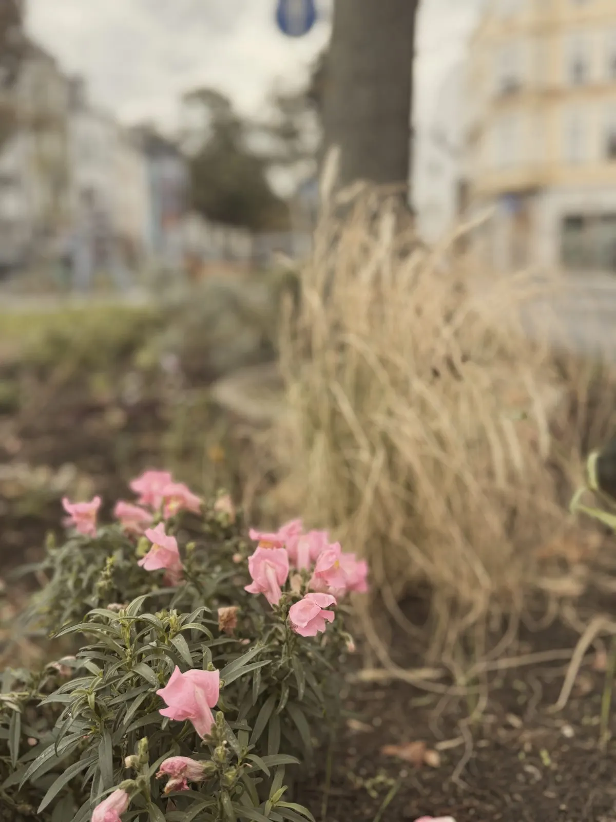 Pink snapdragons with ornamental grass behind