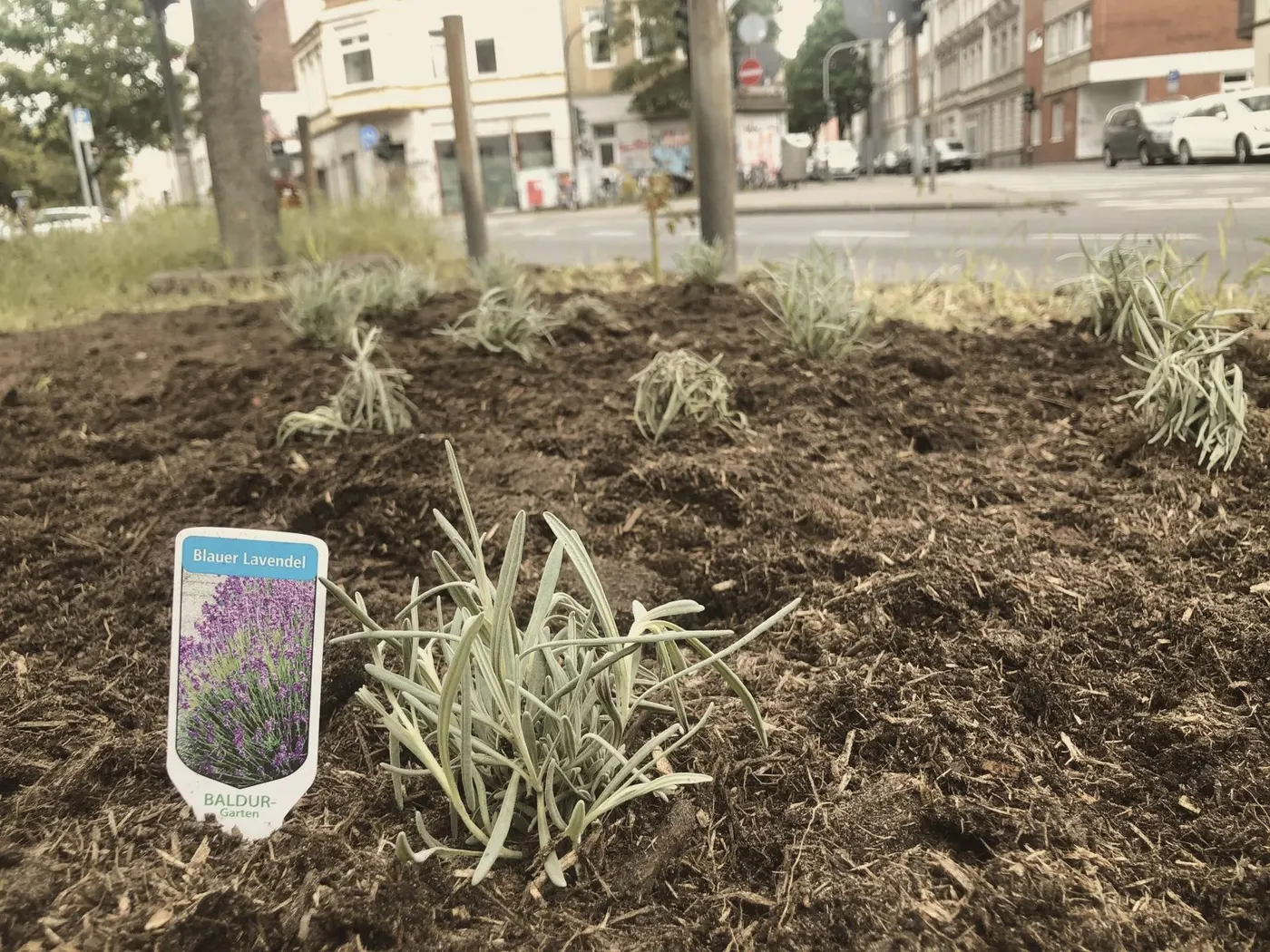 Young lavender planted in fresh soil on the island, street behind