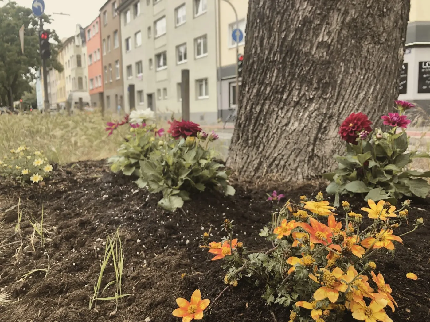 Dahlias and orange flowers planted around a tree on the island