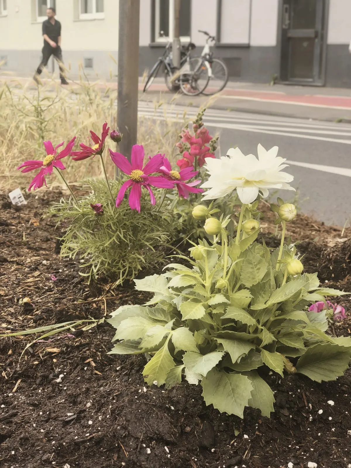 Pink cosmos and a white dahlia