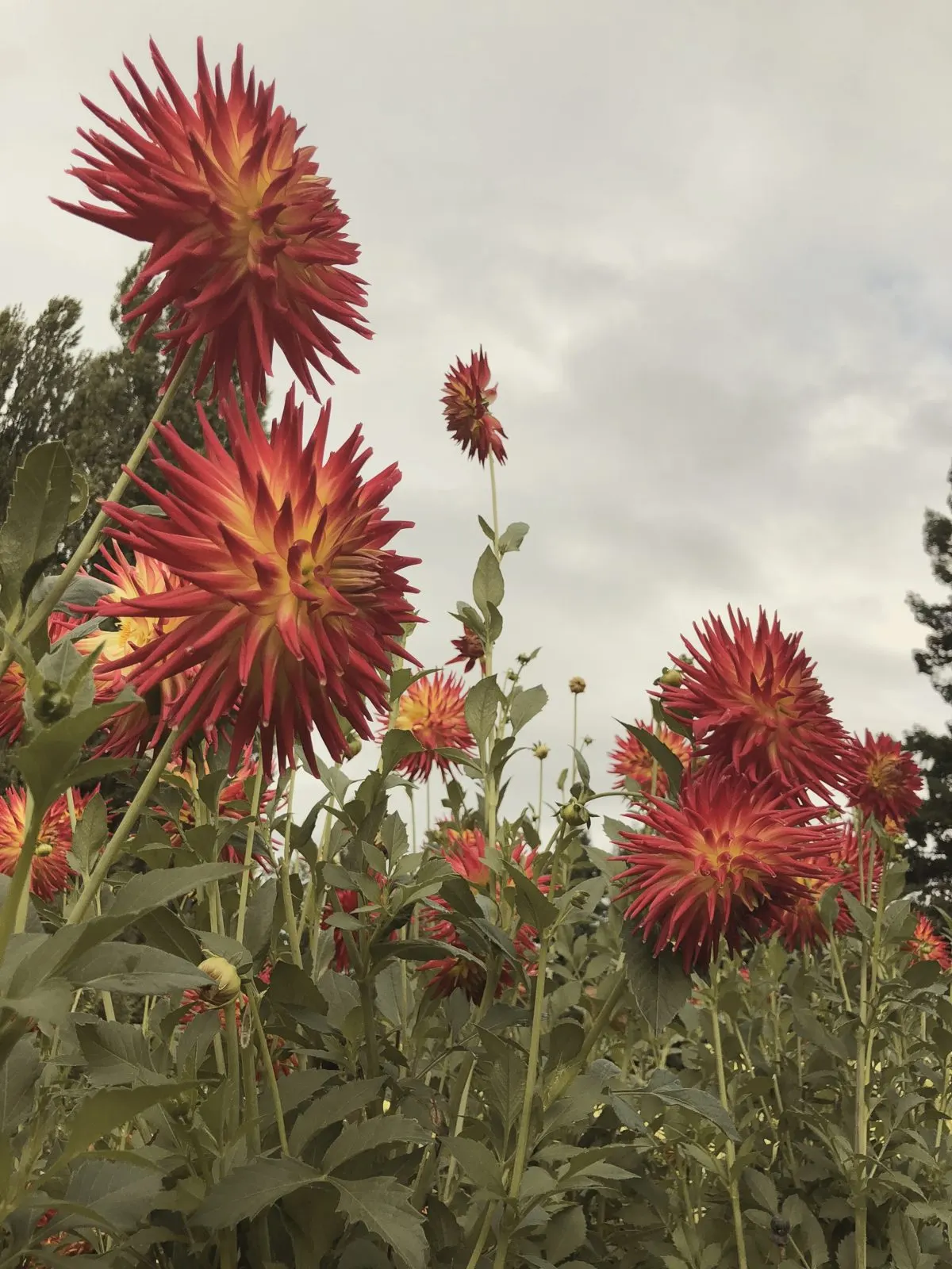 Red and orange dahlias against the sky